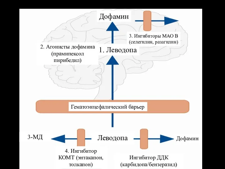1. Леводопа Дофамин 2. Агонисты дофамина (прамипексол пирибедил) Гематоэнцефалический барьер Леводопа 3.