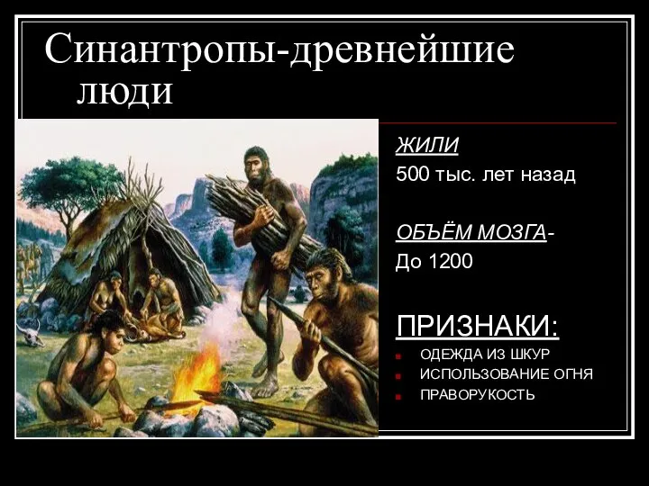 Синантропы-древнейшие люди ЖИЛИ 500 тыс. лет назад ОБЪЁМ МОЗГА- До 1200 ПРИЗНАКИ: