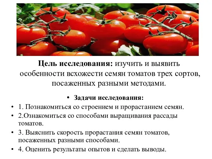 Цель исследования: изучить и выявить особенности всхожести семян томатов трех сортов, посаженных