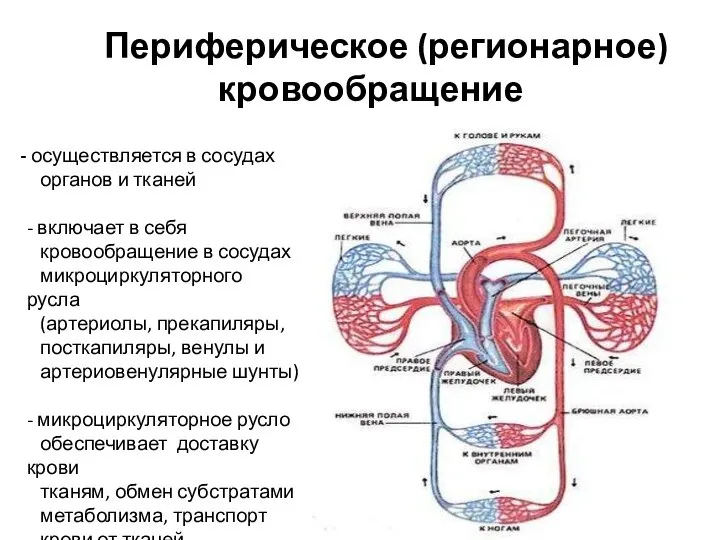 Периферическое (регионарное) кровообращение осуществляется в сосудах органов и тканей - включает в