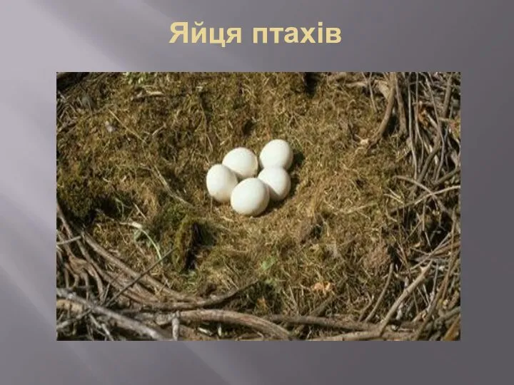 Яйця птахів