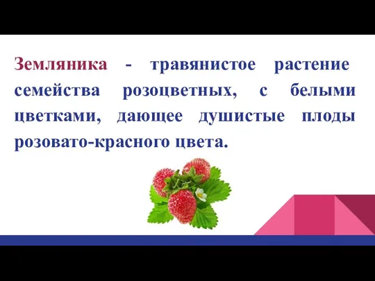 Земляника - травянистое растение семейства розоцветных, с белыми цветками, дающее душистые плоды розовато-красного цвета.