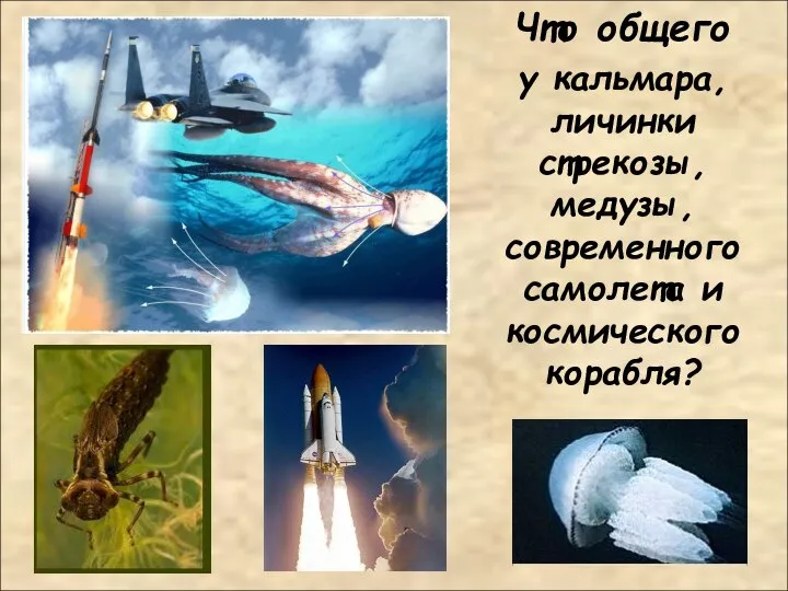 Что общего у кальмара, личинки стрекозы, медузы, современного самолета и космического корабля?