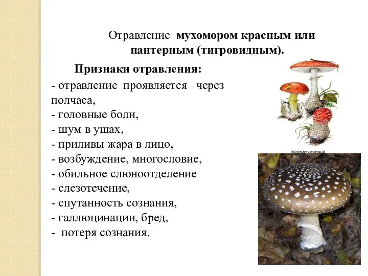 Отравление мухомором красным или пантерным (тигровидным). Признаки отравления: - отравление прояв­ляется через