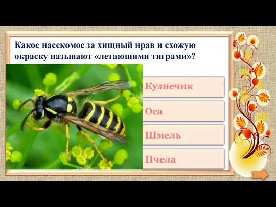 Какое насекомое за хищный нрав и схожую окраску называют «летающими тиграми»?