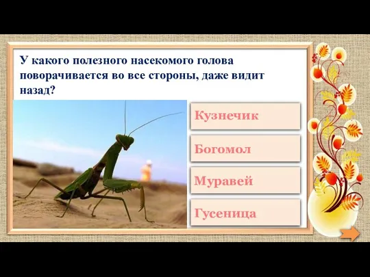 У какого полезного насекомого голова поворачивается во все стороны, даже видит назад?