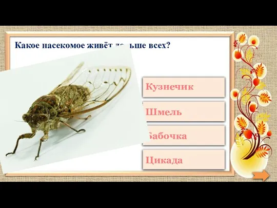 Какое насекомое живёт дольше всех?