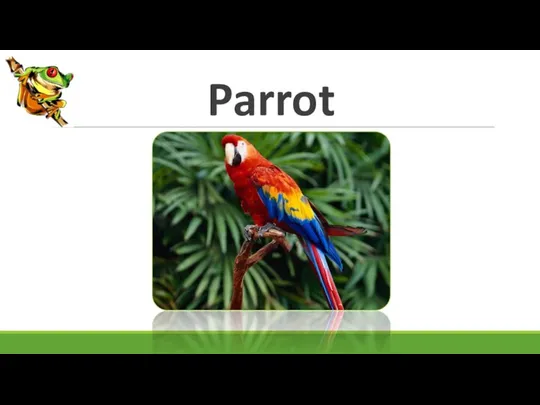 Parrot