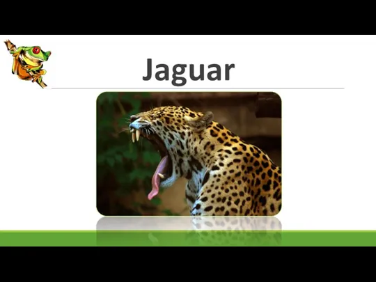 Jaguar