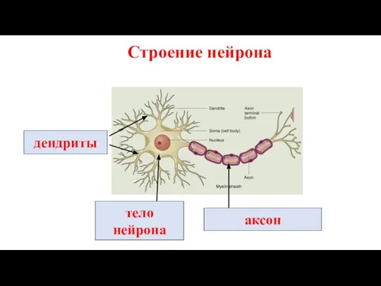 Строение нейрона дендриты тело нейрона аксон