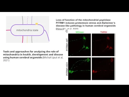 Tools and approaches for analyzing the role of mitochondria in health, development