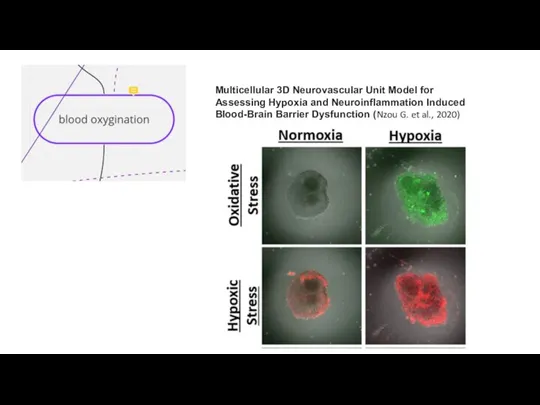 Multicellular 3D Neurovascular Unit Model for Assessing Hypoxia and Neuroinflammation Induced Blood-Brain