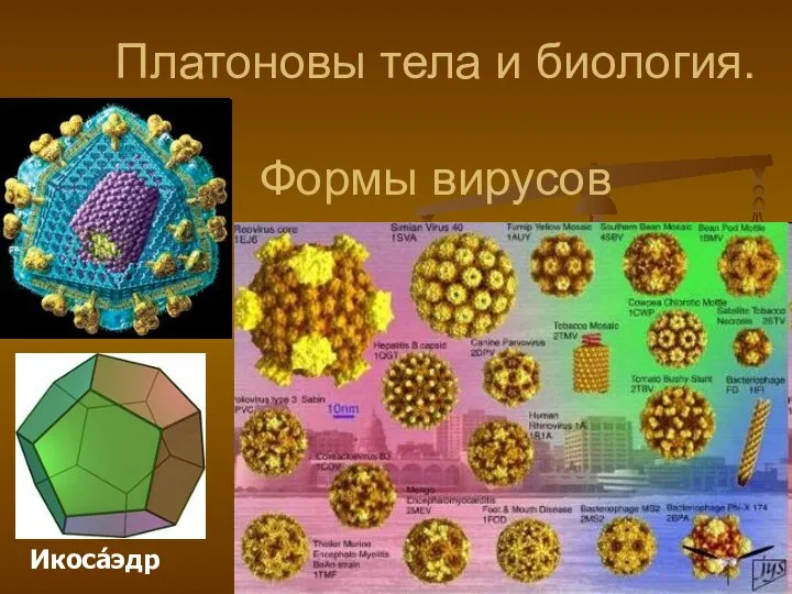 Платоновы тела и биология. Формы вирусов Икоса́эдр