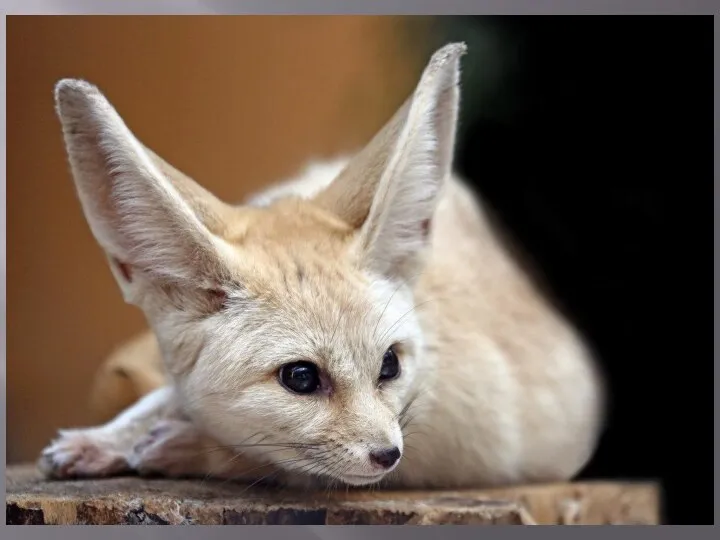 Миниатюрная лисица своеобразной внешности, которая живёт в пустынях Северной Африки.