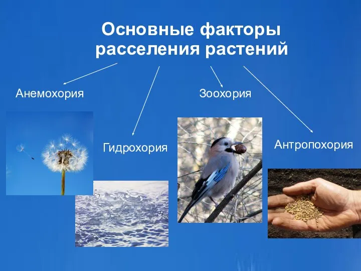 Основные факторы расселения растений Анемохория Зоохория Гидрохория Антропохория