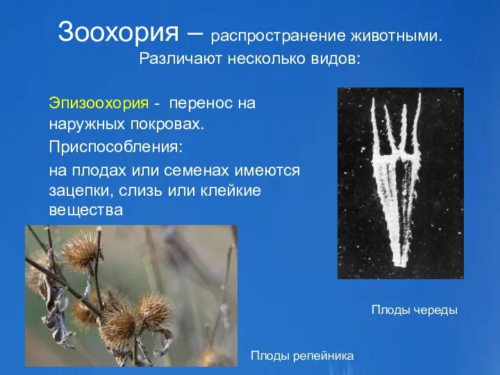 Зоохория – распространение животными. Различают несколько видов: Эпизоохория - перенос на наружных