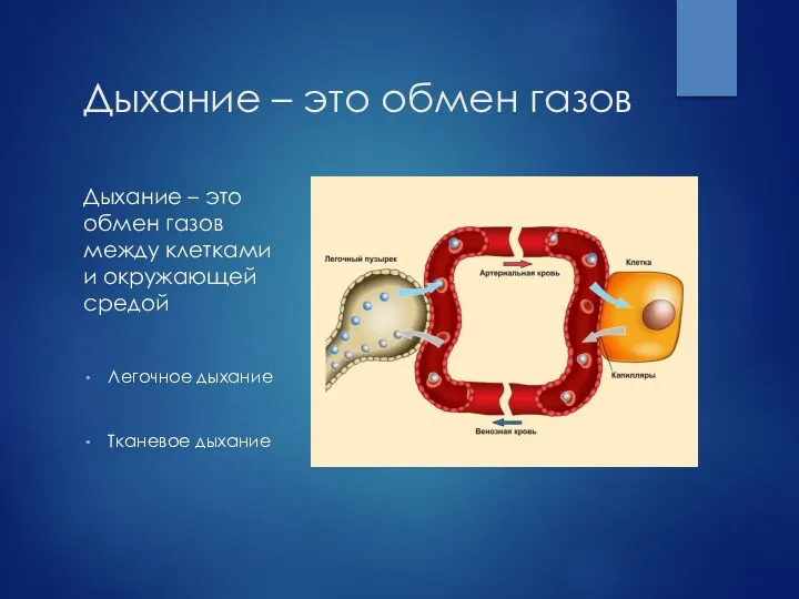 Дыхание – это обмен газов Дыхание – это обмен газов между клетками