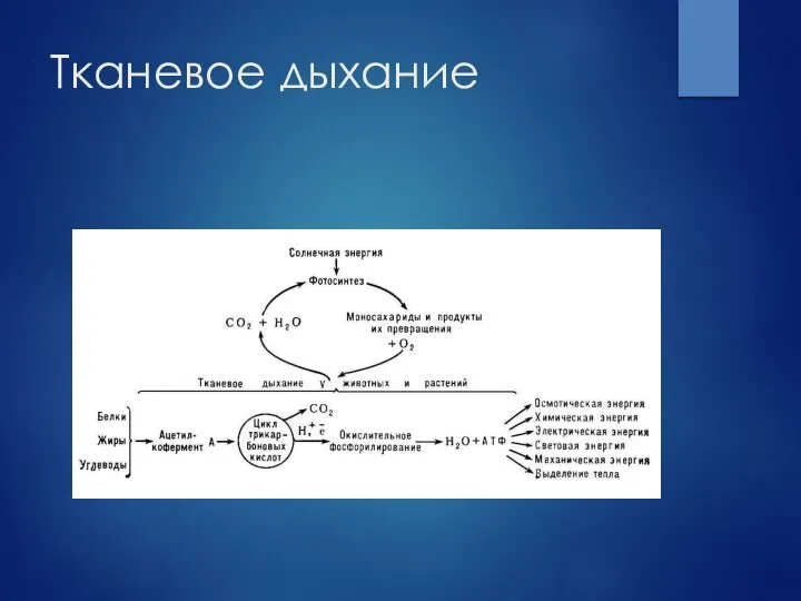 Тканевое дыхание