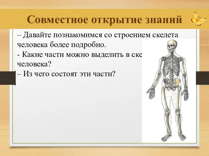Совместное открытие знаний – Давайте познакомимся со строением скелета человека более подробно.