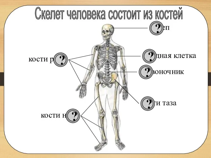 Скелет человека состоит из костей череп позвоночник грудная клетка кости руки кости таза кости ноги