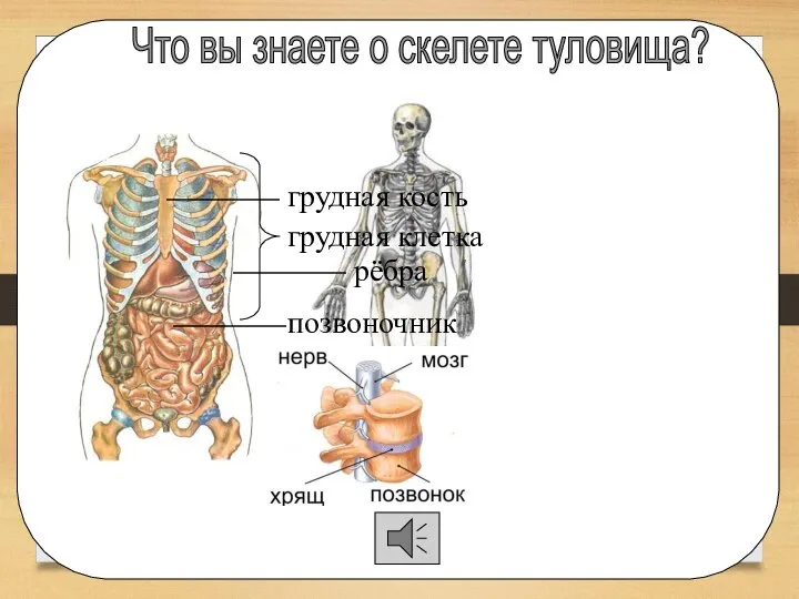 Что вы знаете о скелете туловища? позвоночник рёбра грудная кость грудная клетка