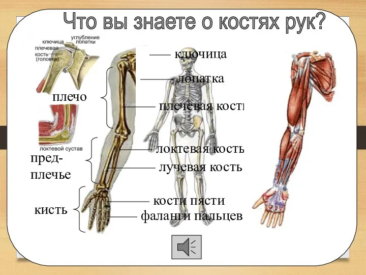 Что вы знаете о костях рук? ключица лопатка плечевая кость локтевая кость