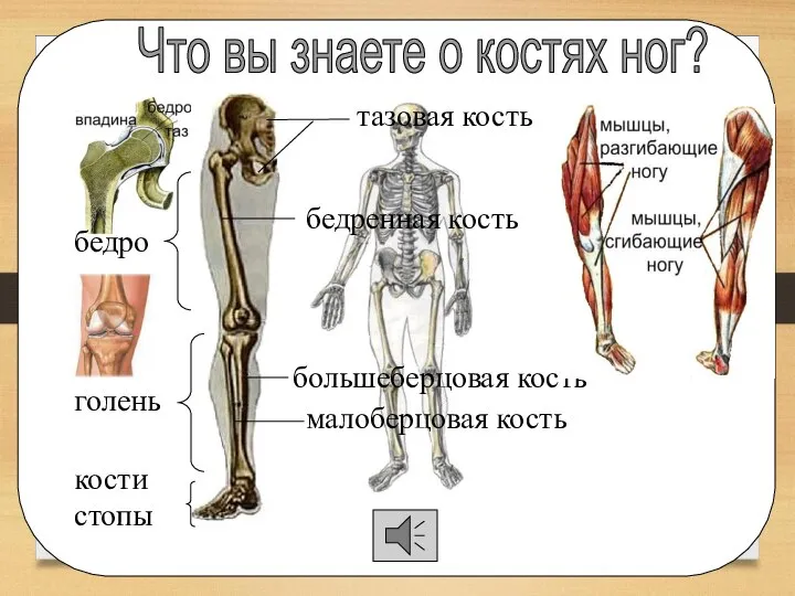 Что вы знаете о костях ног? тазовая кость бедренная кость большеберцовая кость