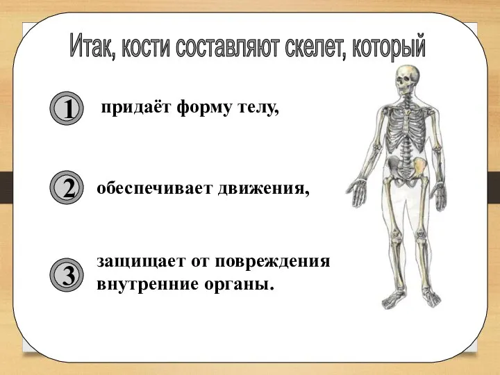 Зачем скелет. Опорно-двигательная система человека. Скелет опора тела. Опора тела и движение. Кости скелета человека 4 класс.