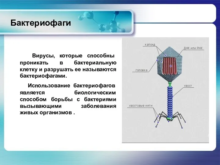 Бактериофаги Вирусы, которые способны проникать в бактериальную клетку и разрушать ее называются
