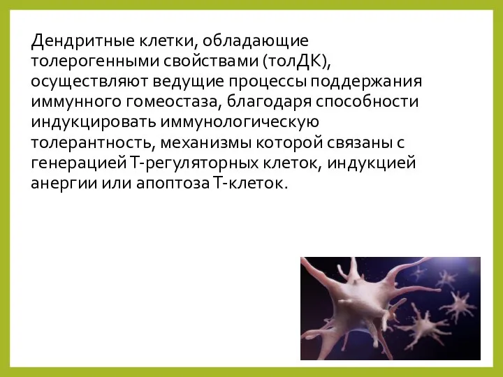 Дендритные клетки, обладающие толерогенными свойствами (толДК), осуществляют ведущие процессы поддержания иммунного гомеостаза,