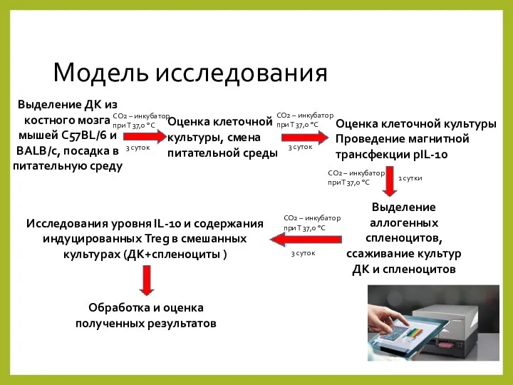 Модель исследования Выделение ДК из костного мозга мышей C57BL/6 и BALB/c, посадка