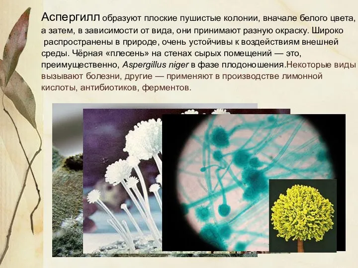 Аспергилл образуют плоские пушистые колонии, вначале белого цвета, а затем, в зависимости