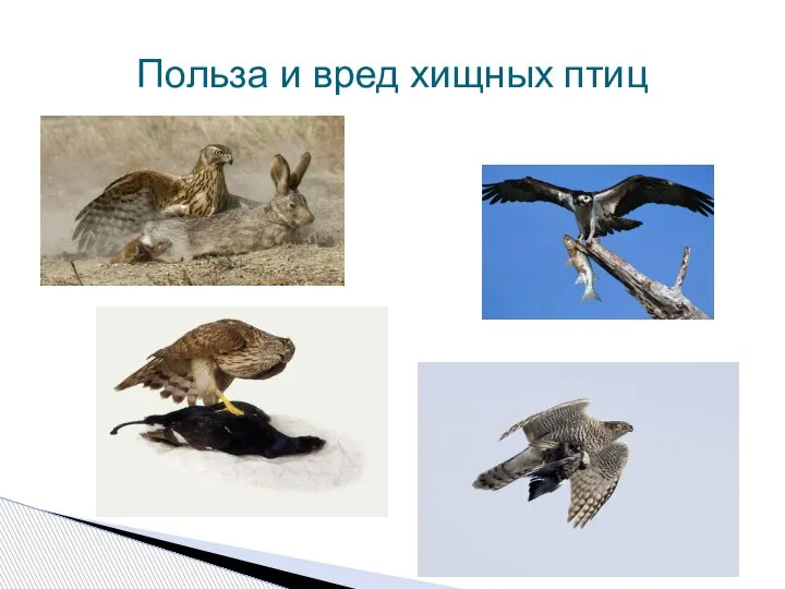 Польза и вред хищных птиц