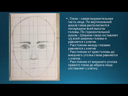 . Глаза – самая выразительная часть лица. По вертикальной шкале глаза располагаются