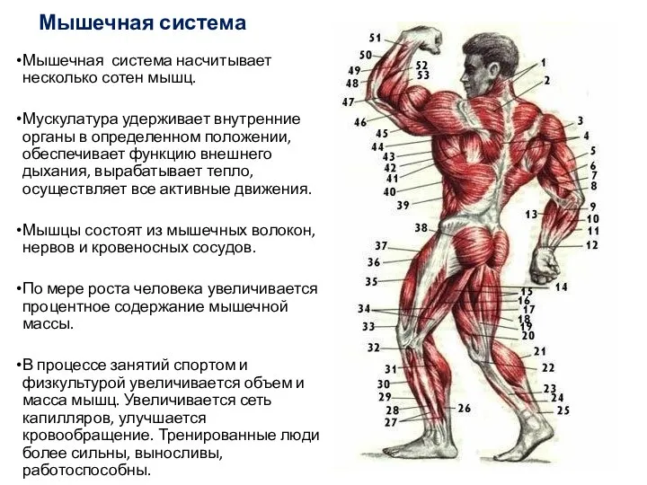Мышечная система Мышечная система насчитывает несколько сотен мышц. Мускулатура удерживает внутренние органы
