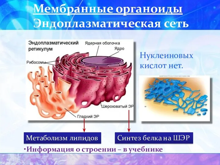 Нуклеиновых кислот нет. Мембранные органоиды Эндоплазматическая сеть Метаболизм липидов Синтез белка на