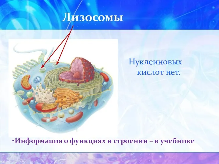 Лизосомы Нуклеиновых кислот нет. Информация о функциях и строении – в учебнике