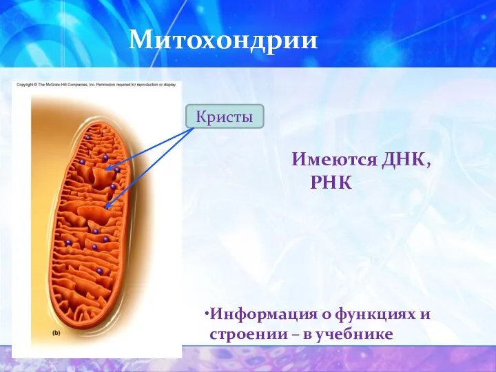 Митохондрии Информация о функциях и строении – в учебнике Имеются ДНК, РНК Кристы