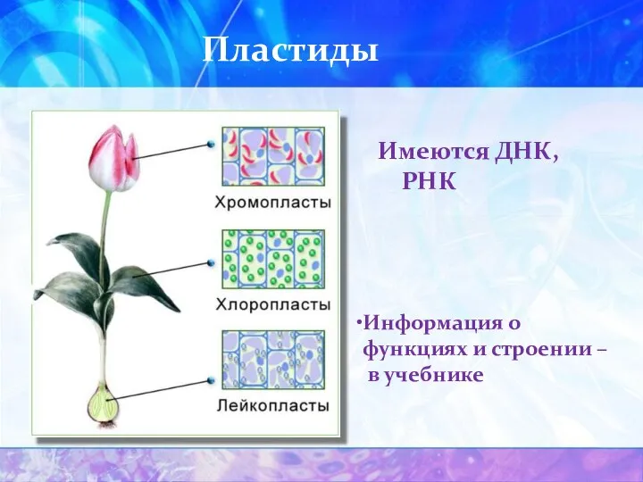 Пластиды Имеются ДНК, РНК Информация о функциях и строении – в учебнике