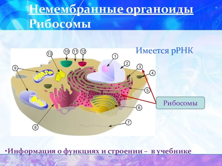 Немембранные органоиды Рибосомы Рибосомы Имеется рРНК Информация о функциях и строении – в учебнике