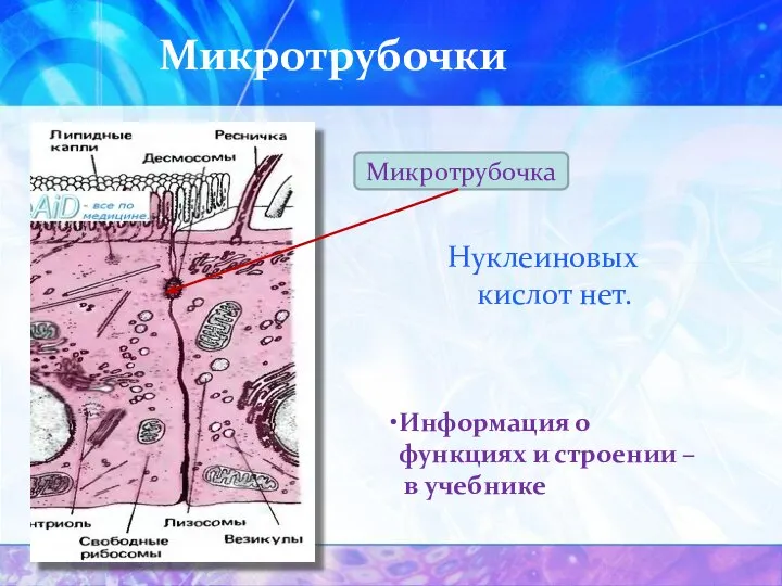 Микротрубочки Микротрубочка Нуклеиновых кислот нет. Информация о функциях и строении – в учебнике