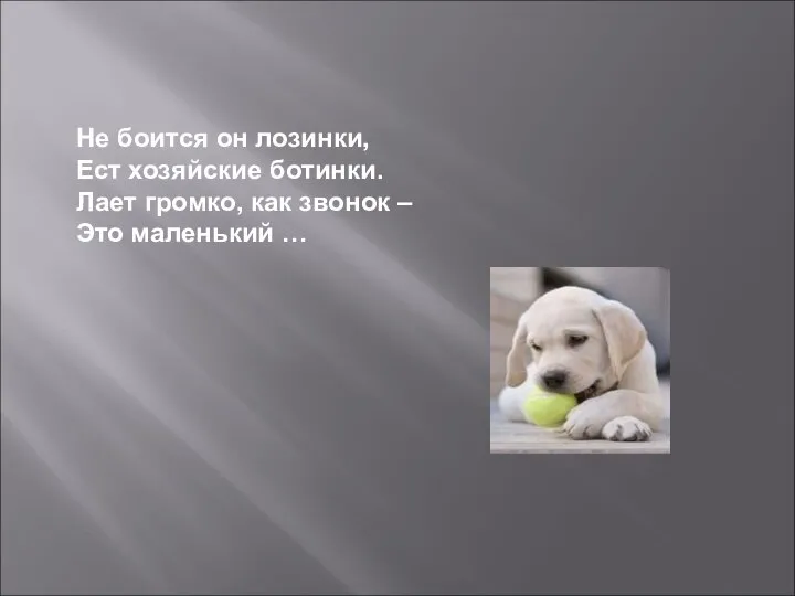 Не боится он лозинки, Ест хозяйские ботинки. Лает громко, как звонок – Это маленький …