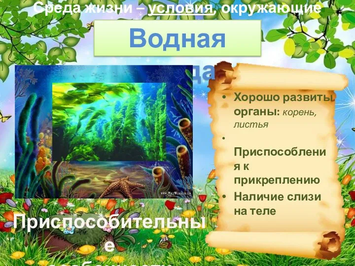 Среда жизни – условия, окружающие организм. Приспособительные особенности растений Хорошо развиты органы: