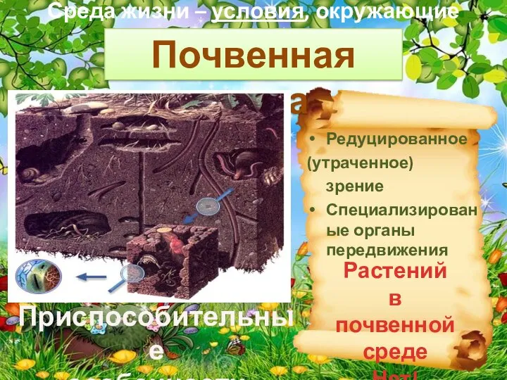 Среда жизни – условия, окружающие организм. Приспособительные особенности животных Редуцированное (утраченное) зрение