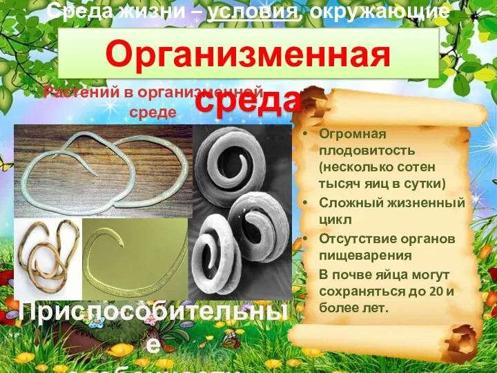 Среда жизни – условия, окружающие организм. Приспособительные особенности животных Огромная плодовитость (несколько