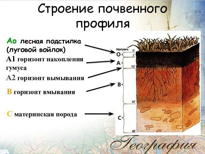 Строение почвенного профиля Аo лесная подстилка (луговой войлок) А1 горизонт накопления гумуса