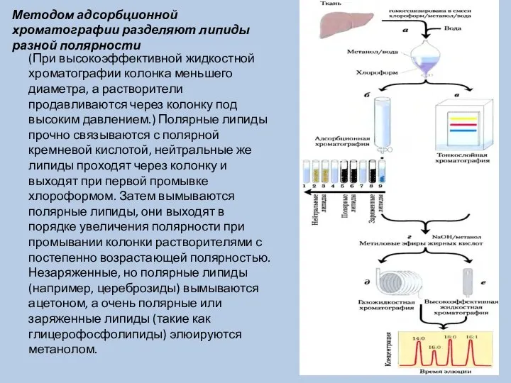 Методом адсорбционной хроматографии разделяют липиды разной полярности (При высокоэффективной жидкостной хроматографии колонка