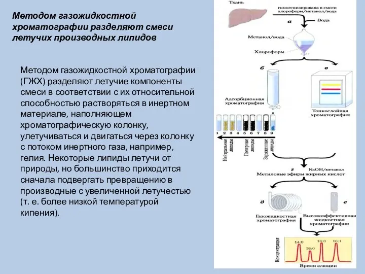 Методом газожидкостной хроматографии разделяют смеси летучих производных липидов Методом газожидкостной хроматографии (ГЖХ)