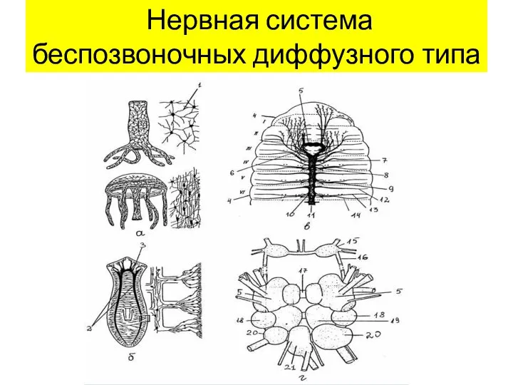 Нервная система беспозвоночных диффузного типа