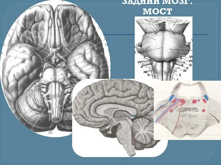 ЗАДНИЙ МОЗГ. МОСТ